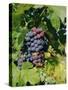 Grapes Ripe for Picking, Vaucluse Region, Provence, France, Europe-Duncan Maxwell-Stretched Canvas