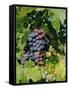 Grapes Ripe for Picking, Vaucluse Region, Provence, France, Europe-Duncan Maxwell-Framed Stretched Canvas