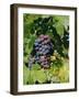 Grapes Ripe for Picking, Vaucluse Region, Provence, France, Europe-Duncan Maxwell-Framed Photographic Print