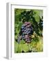 Grapes Ripe for Picking, Vaucluse Region, Provence, France, Europe-Duncan Maxwell-Framed Photographic Print