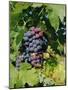 Grapes Ripe for Picking, Vaucluse Region, Provence, France, Europe-Duncan Maxwell-Mounted Photographic Print