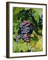 Grapes Ripe for Picking, Vaucluse Region, Provence, France, Europe-Duncan Maxwell-Framed Photographic Print