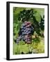 Grapes Ripe for Picking, Vaucluse Region, Provence, France, Europe-Duncan Maxwell-Framed Photographic Print
