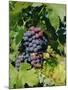 Grapes Ripe for Picking, Vaucluse Region, Provence, France, Europe-Duncan Maxwell-Mounted Photographic Print