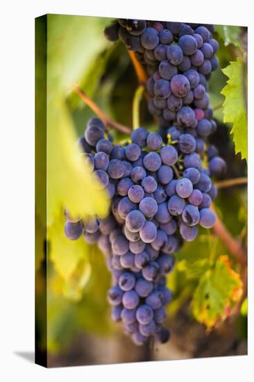 Grapes Ripening in the Sun at a Vineyard in the Alto Douro Region, Portugal, Europe-Alex Treadway-Stretched Canvas