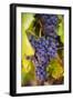 Grapes Ripening in the Sun at a Vineyard in the Alto Douro Region, Portugal, Europe-Alex Treadway-Framed Photographic Print