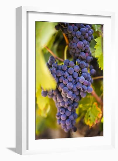 Grapes Ripening in the Sun at a Vineyard in the Alto Douro Region, Portugal, Europe-Alex Treadway-Framed Photographic Print