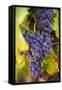 Grapes Ripening in the Sun at a Vineyard in the Alto Douro Region, Portugal, Europe-Alex Treadway-Framed Stretched Canvas