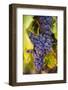 Grapes Ripening in the Sun at a Vineyard in the Alto Douro Region, Portugal, Europe-Alex Treadway-Framed Photographic Print