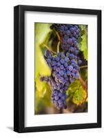 Grapes Ripening in the Sun at a Vineyard in the Alto Douro Region, Portugal, Europe-Alex Treadway-Framed Photographic Print