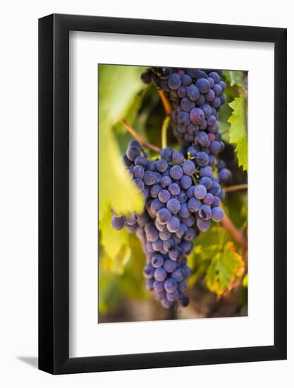 Grapes Ripening in the Sun at a Vineyard in the Alto Douro Region, Portugal, Europe-Alex Treadway-Framed Photographic Print