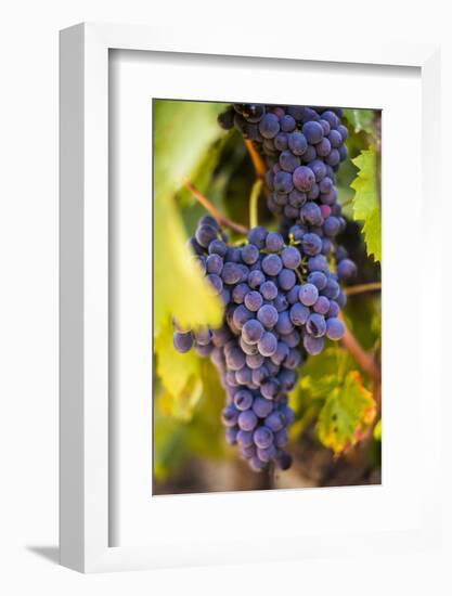 Grapes Ripening in the Sun at a Vineyard in the Alto Douro Region, Portugal, Europe-Alex Treadway-Framed Photographic Print