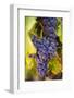 Grapes Ripening in the Sun at a Vineyard in the Alto Douro Region, Portugal, Europe-Alex Treadway-Framed Photographic Print