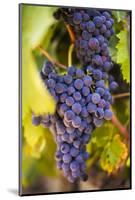 Grapes Ripening in the Sun at a Vineyard in the Alto Douro Region, Portugal, Europe-Alex Treadway-Mounted Photographic Print
