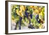 Grapes Ripening in the Sun at a Vineyard in the Alto Douro Region, Portugal, Europe-Alex Treadway-Framed Photographic Print