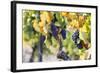 Grapes Ripening in the Sun at a Vineyard in the Alto Douro Region, Portugal, Europe-Alex Treadway-Framed Photographic Print