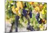 Grapes Ripening in the Sun at a Vineyard in the Alto Douro Region, Portugal, Europe-Alex Treadway-Mounted Photographic Print