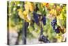 Grapes Ripening in the Sun at a Vineyard in the Alto Douro Region, Portugal, Europe-Alex Treadway-Stretched Canvas