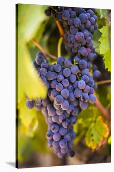 Grapes Ripening in the Sun at a Vineyard in the Alto Douro Region, Portugal, Europe-Alex Treadway-Stretched Canvas