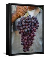 Grapes, San Joaquin Valley, California, United States of America, North America-Yadid Levy-Framed Stretched Canvas