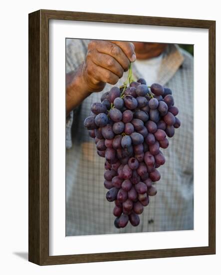 Grapes, San Joaquin Valley, California, United States of America, North America-Yadid Levy-Framed Photographic Print