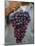 Grapes, San Joaquin Valley, California, United States of America, North America-Yadid Levy-Mounted Photographic Print