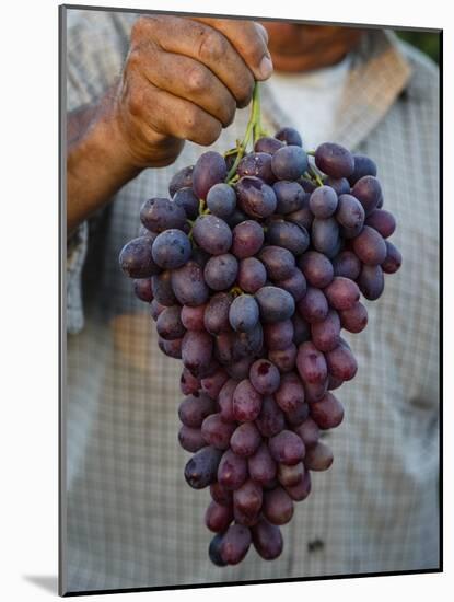 Grapes, San Joaquin Valley, California, United States of America, North America-Yadid Levy-Mounted Photographic Print