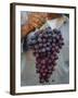 Grapes, San Joaquin Valley, California, United States of America, North America-Yadid Levy-Framed Photographic Print