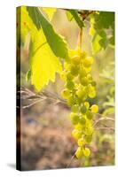 Grapes, Vineyards at Diano Castello, Imperia, Liguria, Italy, Europe-Frank Fell-Stretched Canvas