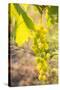 Grapes, Vineyards at Diano Castello, Imperia, Liguria, Italy, Europe-Frank Fell-Stretched Canvas