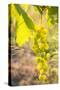 Grapes, Vineyards at Diano Castello, Imperia, Liguria, Italy, Europe-Frank Fell-Stretched Canvas