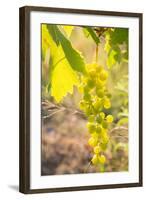 Grapes, Vineyards at Diano Castello, Imperia, Liguria, Italy, Europe-Frank Fell-Framed Photographic Print