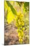 Grapes, Vineyards at Diano Castello, Imperia, Liguria, Italy, Europe-Frank Fell-Mounted Photographic Print