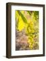 Grapes, Vineyards at Diano Castello, Imperia, Liguria, Italy, Europe-Frank Fell-Framed Photographic Print