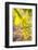 Grapes, Vineyards at Diano Castello, Imperia, Liguria, Italy, Europe-Frank Fell-Framed Photographic Print