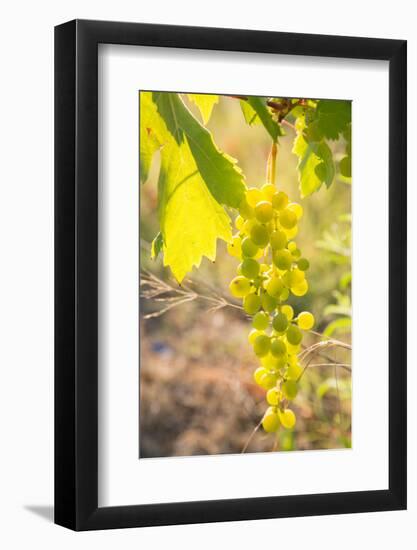 Grapes, Vineyards at Diano Castello, Imperia, Liguria, Italy, Europe-Frank Fell-Framed Photographic Print