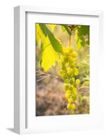 Grapes, Vineyards at Diano Castello, Imperia, Liguria, Italy, Europe-Frank Fell-Framed Photographic Print