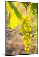 Grapes, Vineyards at Diano Castello, Imperia, Liguria, Italy, Europe-Frank Fell-Mounted Photographic Print