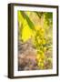 Grapes, Vineyards at Diano Castello, Imperia, Liguria, Italy, Europe-Frank Fell-Framed Photographic Print