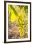 Grapes, Vineyards at Diano Castello, Imperia, Liguria, Italy, Europe-Frank Fell-Framed Photographic Print