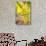 Grapes, Vineyards at Diano Castello, Imperia, Liguria, Italy, Europe-Frank Fell-Stretched Canvas displayed on a wall