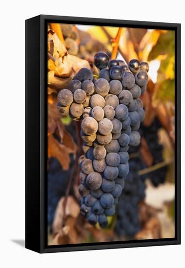 Grapes-null-Framed Stretched Canvas