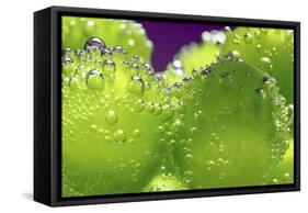 Grapes-Carrie Webster-Framed Stretched Canvas