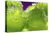 Grapes-Carrie Webster-Stretched Canvas