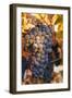 Grapes-null-Framed Photographic Print
