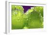 Grapes-Carrie Webster-Framed Photographic Print