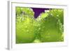 Grapes-Carrie Webster-Framed Photographic Print