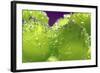 Grapes-Carrie Webster-Framed Photographic Print