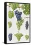 Grapes-Elizabeth Rice-Framed Stretched Canvas