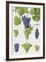 Grapes-Elizabeth Rice-Framed Giclee Print